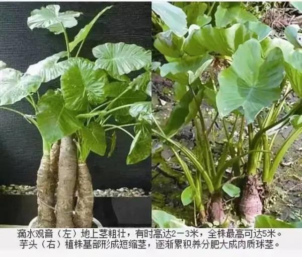 小心中毒!湖南疾控最新提醒 小心中毒!湖南疾控最新提醒