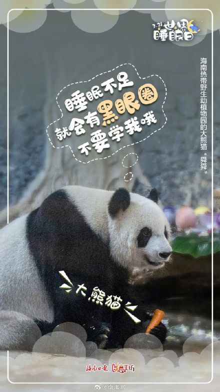 今天,海南的动物们喊你好好睡觉! 今天,海南的动物们喊你好好睡觉!