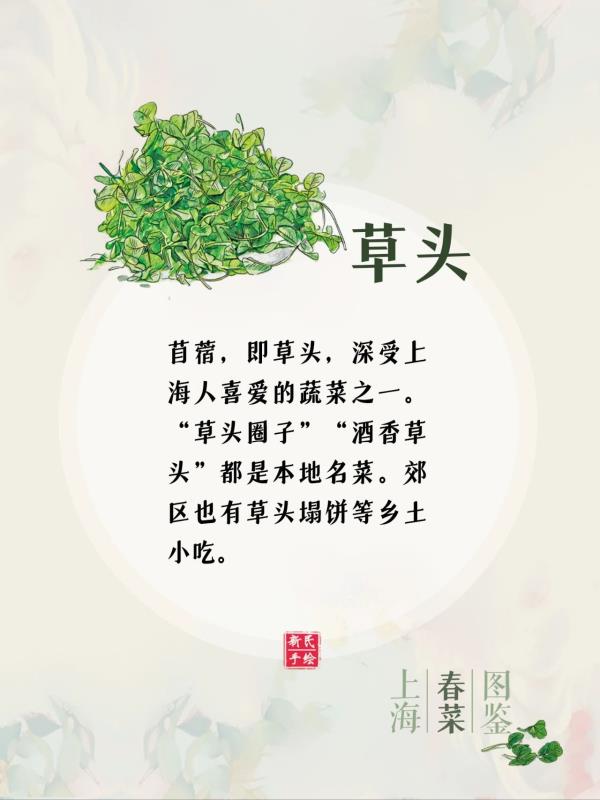 上海春菜图鉴