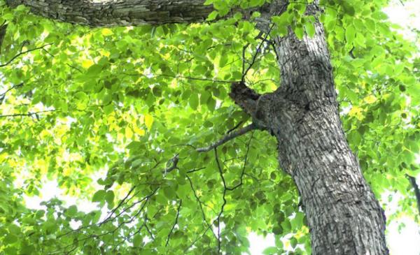 铁木终于开花,比“铁树开花”难多了! 铁木终于开花,比“铁树开花”难多了!