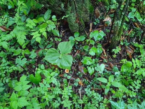 重庆阴条岭国家级自然保护区发现重庆市重点保护野生植物延龄草 重庆阴条岭国家级自然保护区发现重庆市重点保护野生植物延龄草