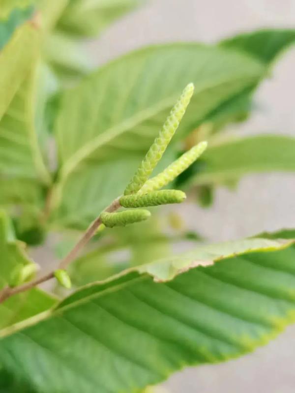 铁木终于开花,比“铁树开花”难多了! 铁木终于开花,比“铁树开花”难多了!