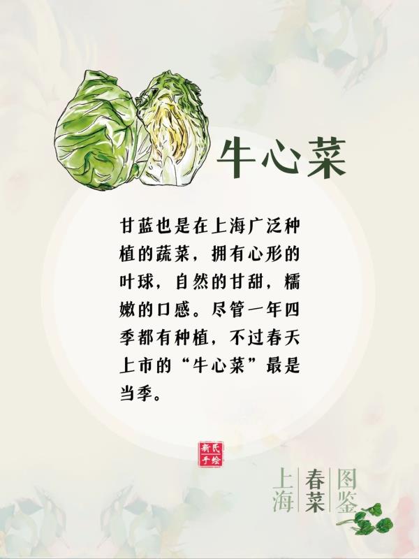 上海春菜图鉴