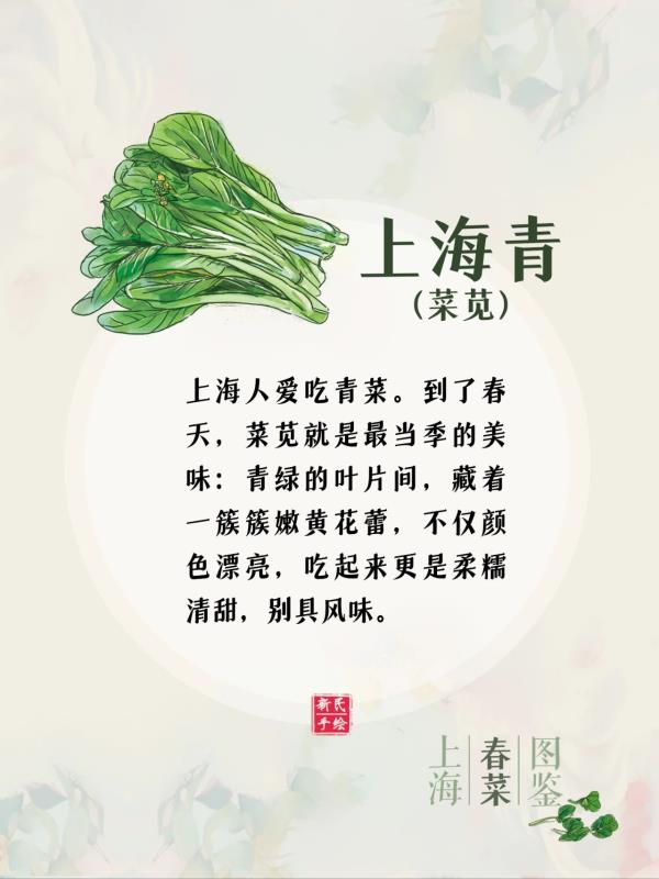 上海春菜图鉴