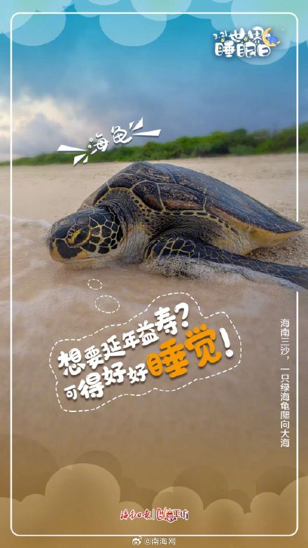 今天,海南的动物们喊你好好睡觉! 今天,海南的动物们喊你好好睡觉!