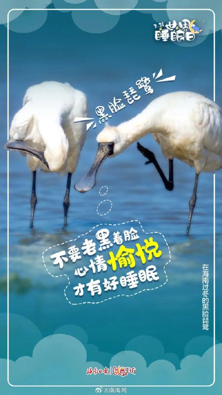 今天,海南的动物们喊你好好睡觉! 今天,海南的动物们喊你好好睡觉!