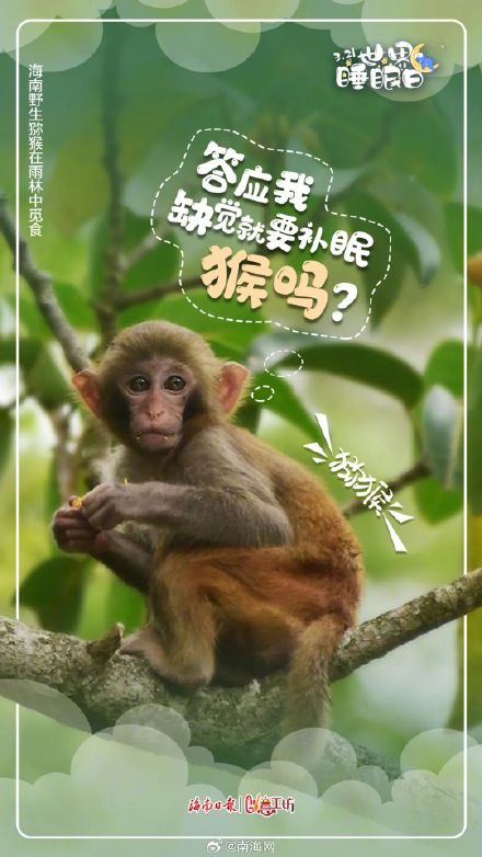 今天,海南的动物们喊你好好睡觉! 今天,海南的动物们喊你好好睡觉!