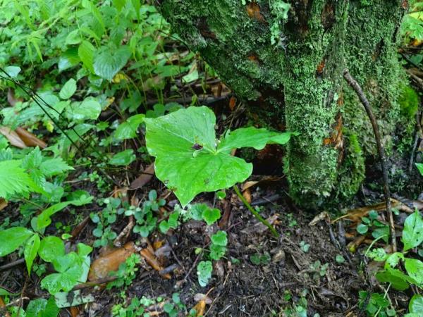 重庆阴条岭国家级自然保护区发现重庆市重点保护野生植物延龄草 重庆阴条岭国家级自然保护区发现重庆市重点保护野生植物延龄草
