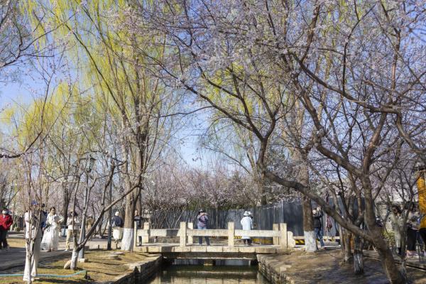 民生直通车|踏青赏春 了解这些远离花粉过敏