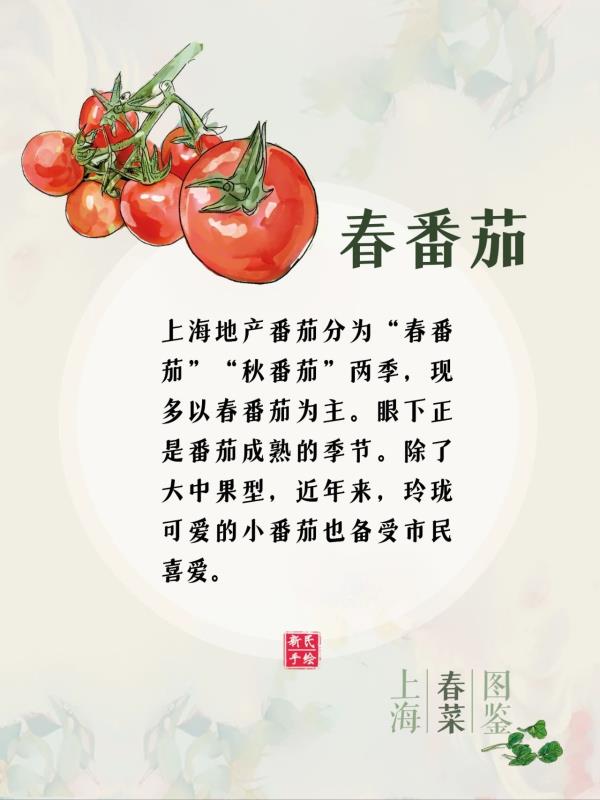 上海春菜图鉴