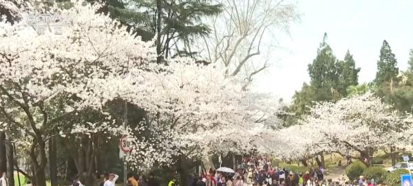 繁花结“金果” “赏花经济”为经济发展“增”色“添”香