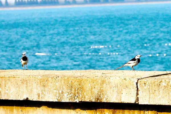 河北南皮：数千候鸟“做客”大浪淀水库
