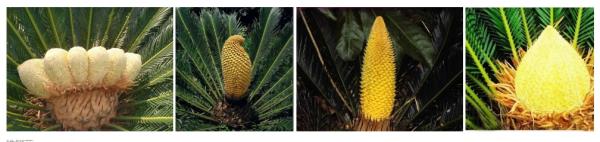 铁木终于开花,比“铁树开花”难多了! 铁木终于开花,比“铁树开花”难多了!