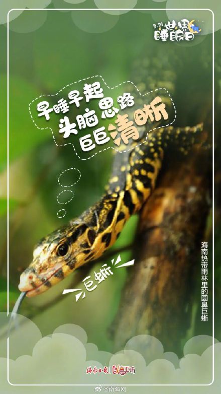 今天,海南的动物们喊你好好睡觉! 今天,海南的动物们喊你好好睡觉!