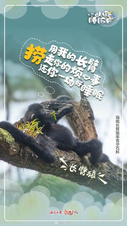今天,海南的动物们喊你好好睡觉! 今天,海南的动物们喊你好好睡觉!