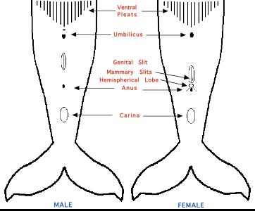真爱or霸凌：人类首次记录座头鲸交配！居然都是雄性？