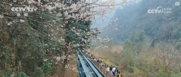 繁花结“金果” “赏花经济”为经济发展“增”色“添”香