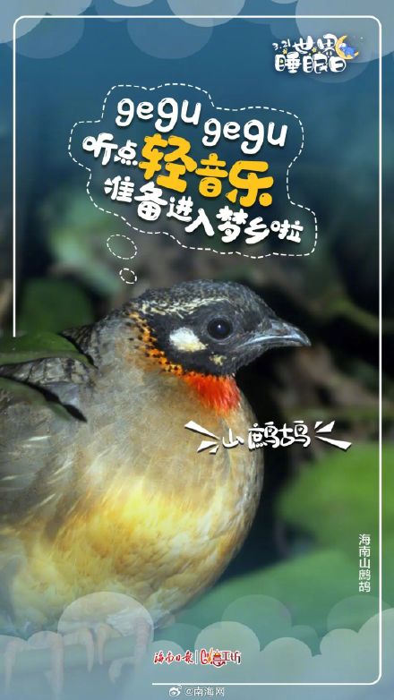 今天,海南的动物们喊你好好睡觉! 今天,海南的动物们喊你好好睡觉!