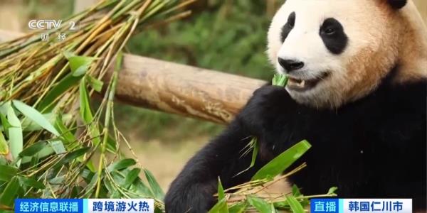 这里“长满”韩国人!多家航空公司宣布:扩增航班 这里“长满”韩国人!多家航空公司宣布:扩增航班