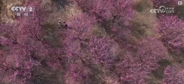 繁花结“金果” “赏花经济”为经济发展“增”色“添”香