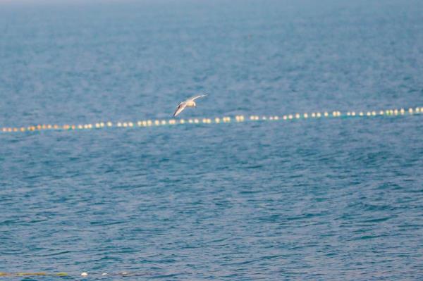 河北南皮：数千候鸟“做客”大浪淀水库