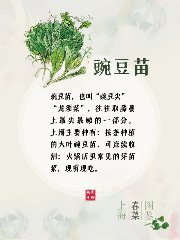 上海春菜图鉴