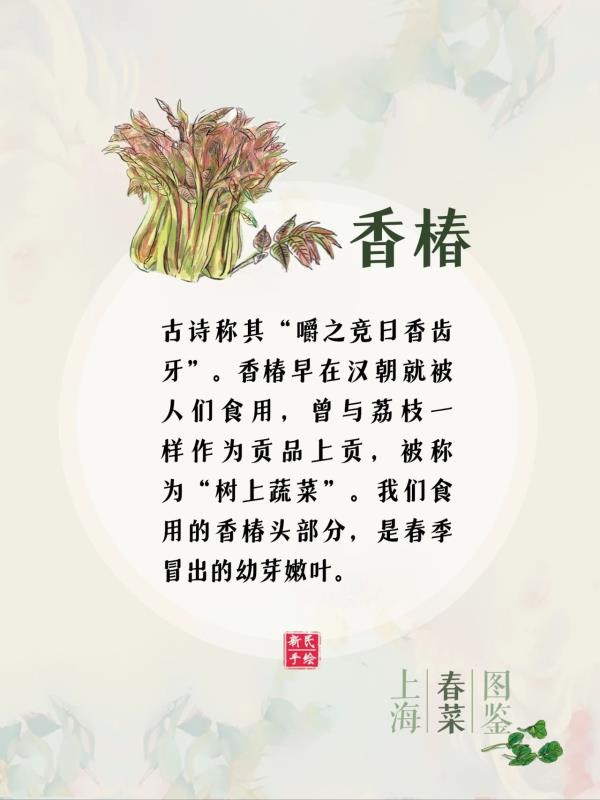上海春菜图鉴