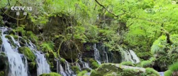 218.86亿、151.37亿、114.43亿……“中国绿”为世界添色