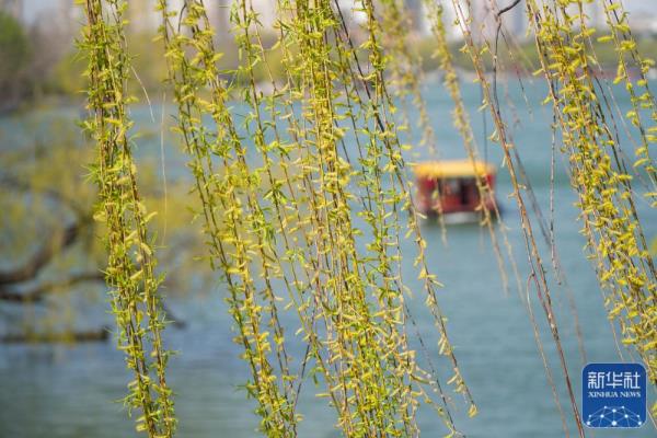 大明湖春日柳色新