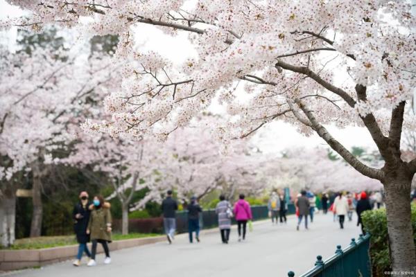现在能进河南高校赏花吗?多所大学回应→ 现在能进河南高校赏花吗?多所大学回应→