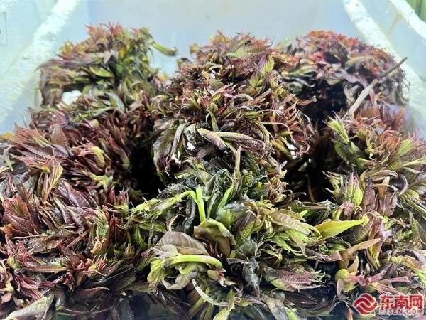 福建春菜抢“鲜”上市！一口吃下整个春天