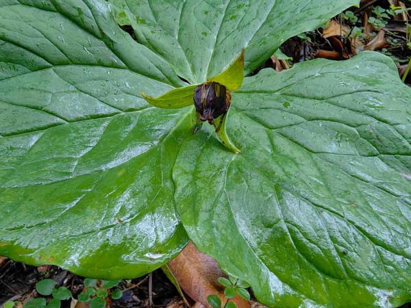 重庆阴条岭国家级自然保护区发现重庆市重点保护野生植物延龄草 重庆阴条岭国家级自然保护区发现重庆市重点保护野生植物延龄草