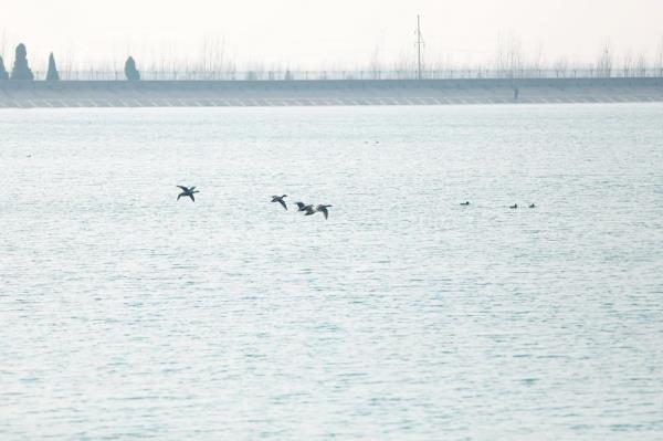 河北南皮：数千候鸟“做客”大浪淀水库