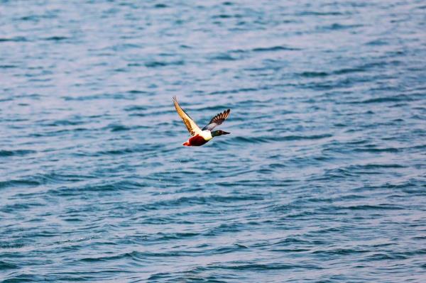 河北南皮：数千候鸟“做客”大浪淀水库
