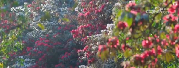 繁花结“金果” “赏花经济”为经济发展“增”色“添”香