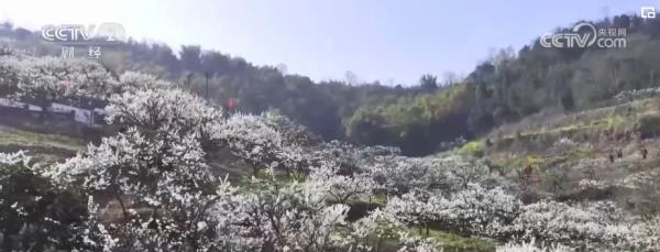 繁花结“金果” “赏花经济”为经济发展“增”色“添”香