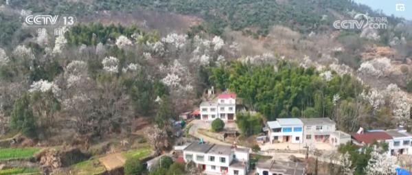 繁花结“金果” “赏花经济”为经济发展“增”色“添”香