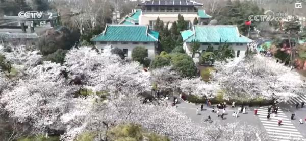 繁花结“金果” “赏花经济”为经济发展“增”色“添”香