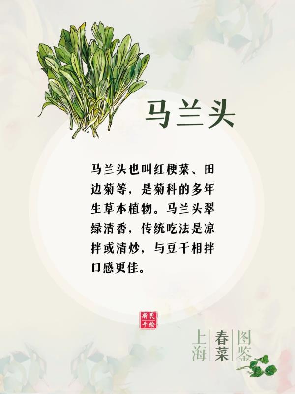 上海春菜图鉴