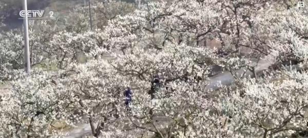 繁花结“金果” “赏花经济”为经济发展“增”色“添”香