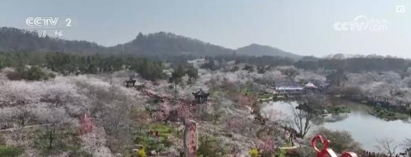 繁花结“金果” “赏花经济”为经济发展“增”色“添”香