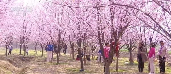 繁花结“金果” “赏花经济”为经济发展“增”色“添”香