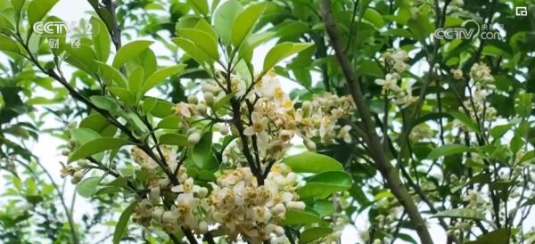 繁花结“金果” “赏花经济”为经济发展“增”色“添”香