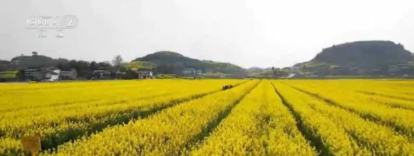 繁花结“金果” “赏花经济”为经济发展“增”色“添”香