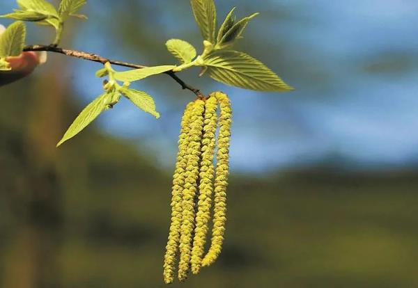 铁木终于开花,比“铁树开花”难多了! 铁木终于开花,比“铁树开花”难多了!