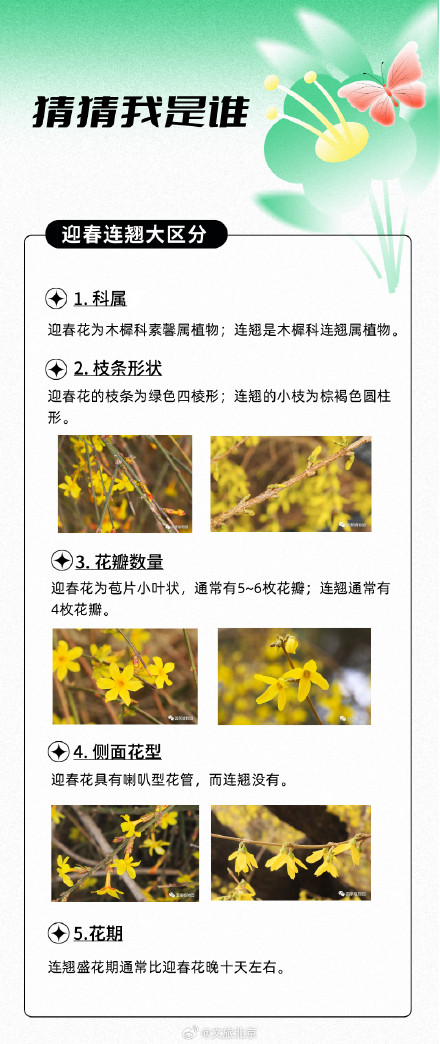 迎春花和连翘花盛开,傻傻分不清? 看这里! 迎春花和连翘花盛开,傻傻分不清? 看这里!