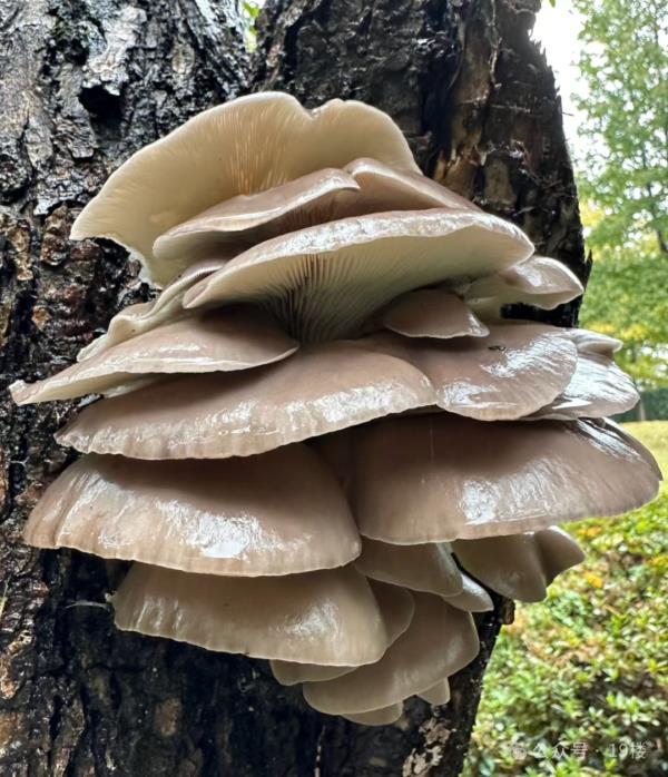 太火爆!杭州这拨大军,又出动了!有人专门跨越整座城,结果... 太火爆!杭州这拨大军,又出动了!有人专门跨越整座城,结果...