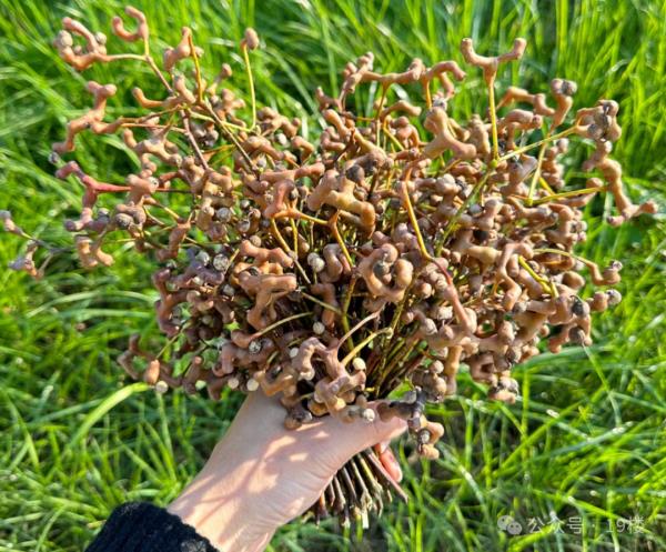 太火爆!杭州这拨大军,又出动了!有人专门跨越整座城,结果... 太火爆!杭州这拨大军,又出动了!有人专门跨越整座城,结果...