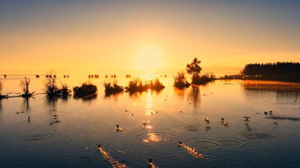 从西伯利亚到昆明:六千里路人鸥情 从西伯利亚到昆明:六千里路人鸥情