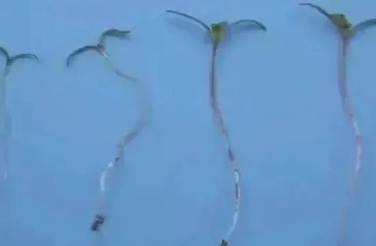 春耕播种,这种植物可搞不得! 春耕播种,这种植物可搞不得!